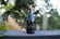 2020 Grenache - View 2