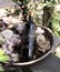 2020 Zinfandel - View 2